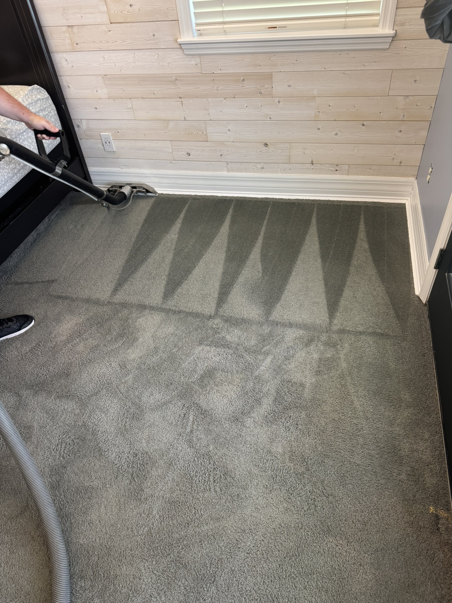 Pet spot cleaning in Lithia Florida