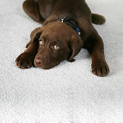 Carpet Cleaning