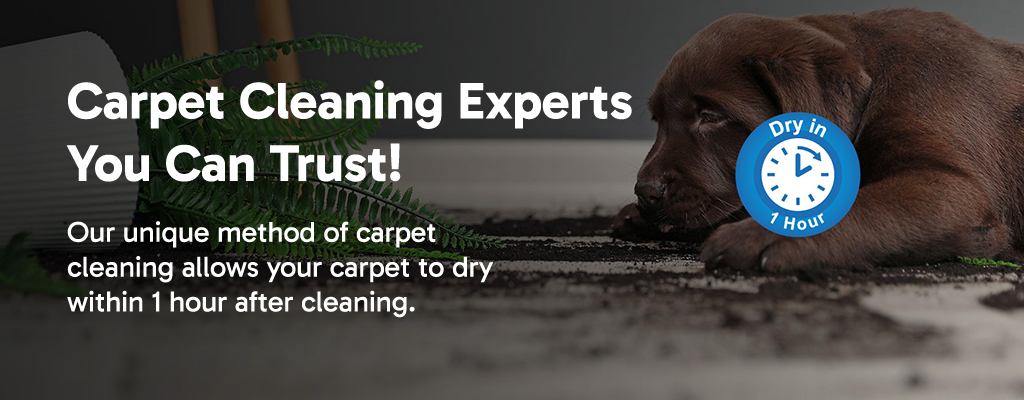 Carpet Cleaning Experts